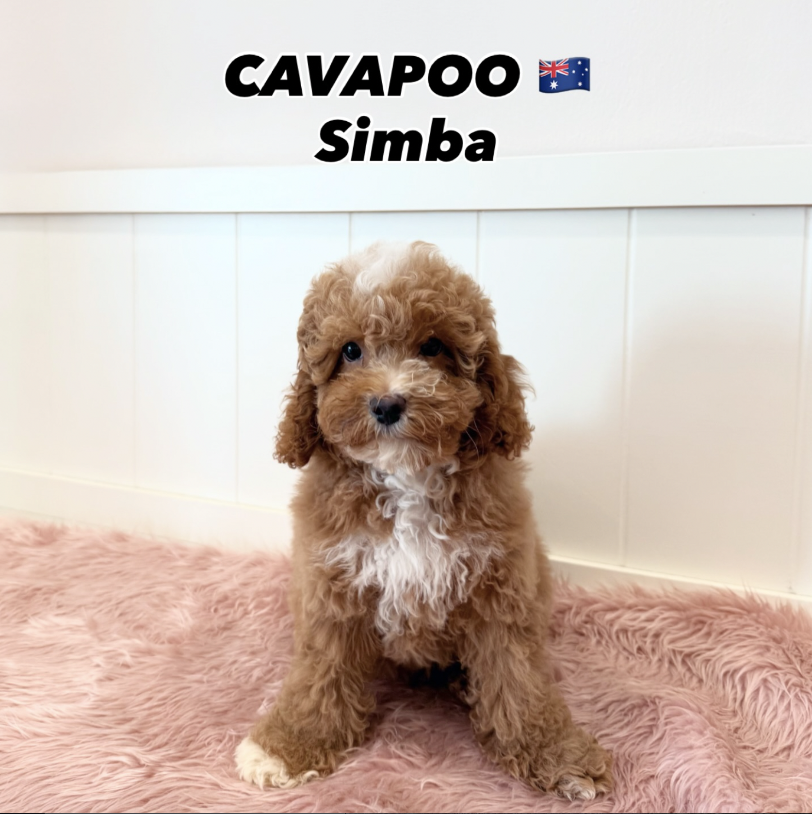 Cavapoo.sg | Premium Cavapoo Puppies in Singapore | Furgive You Pte Ltd