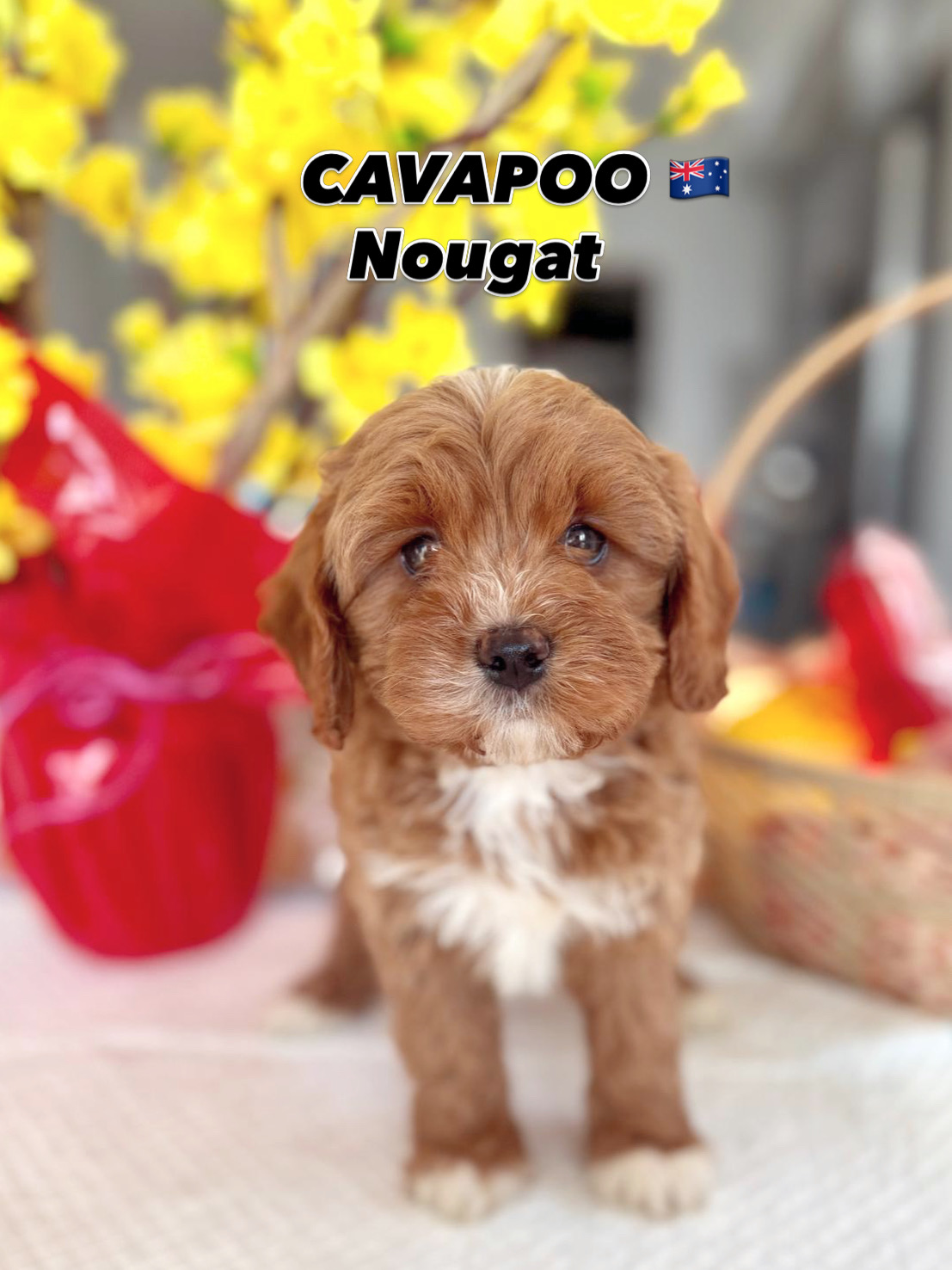 Cavapoo.sg | Premium Cavapoo Puppies in Singapore | Furgive You Pte Ltd